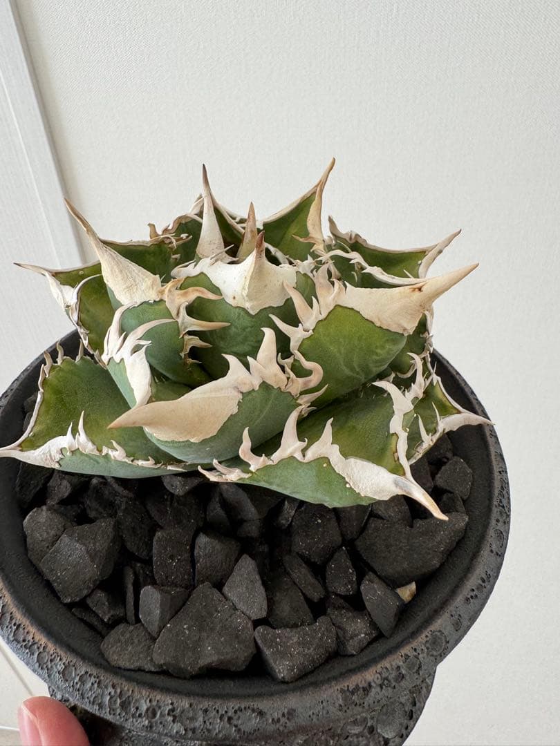 アガベ　チタノタ　大白鯊　親株　コレクション株　ホホジロザメ　lize産