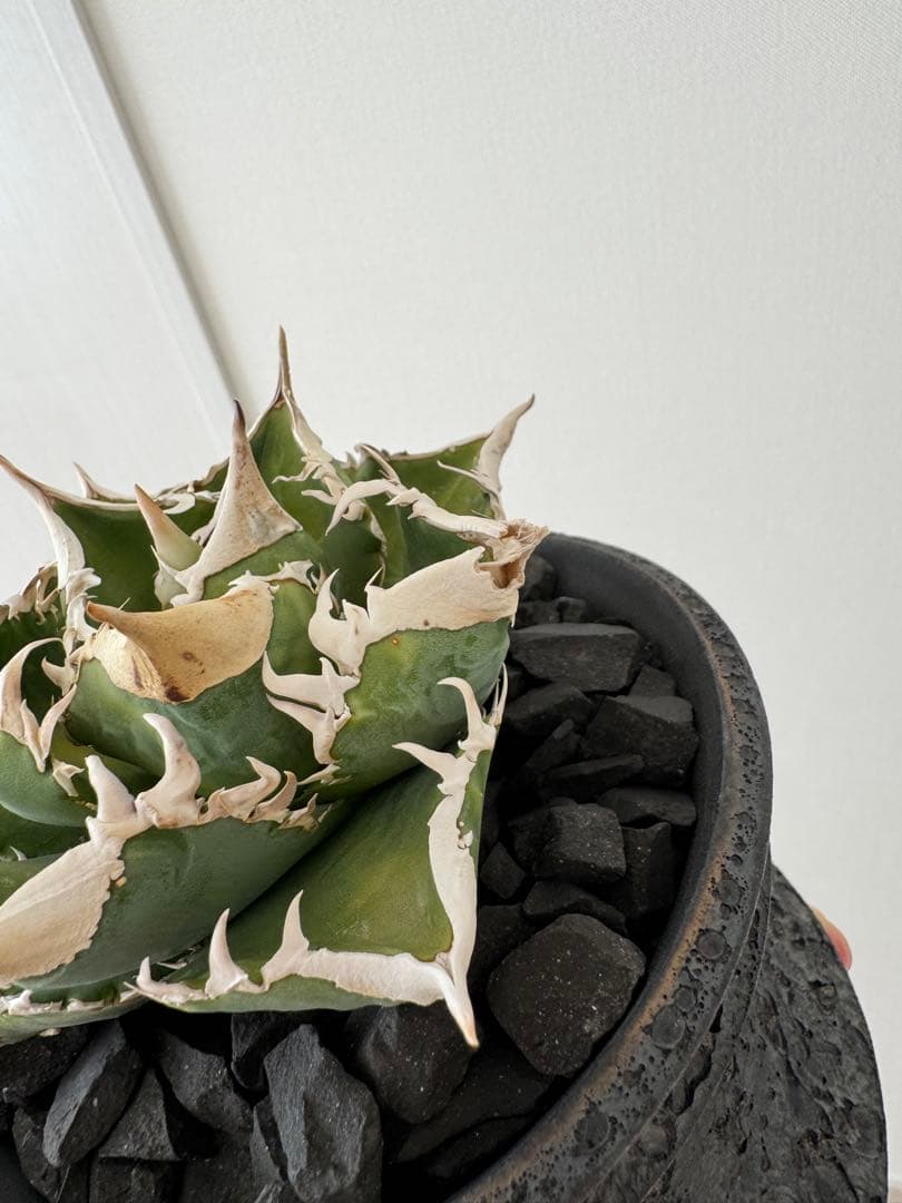 アガベ　チタノタ　大白鯊　親株　コレクション株　ホホジロザメ　lize産