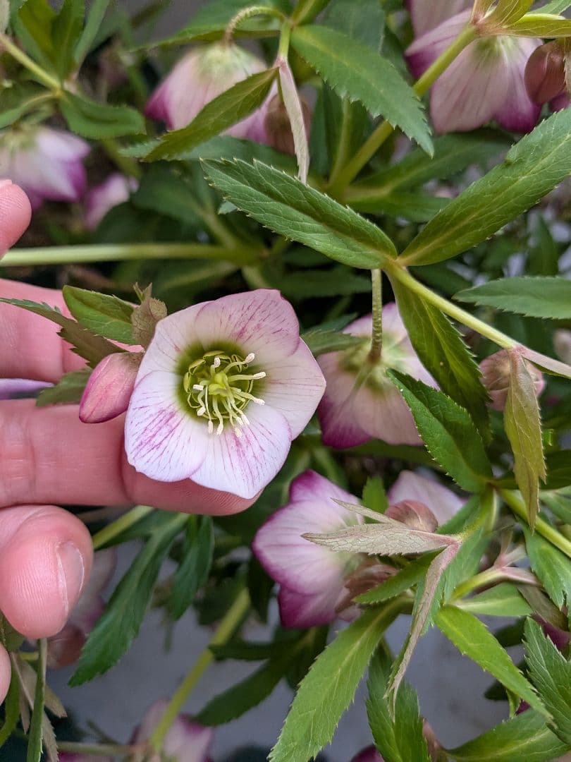 横山園芸　クリスマスローズ　ベビードール
