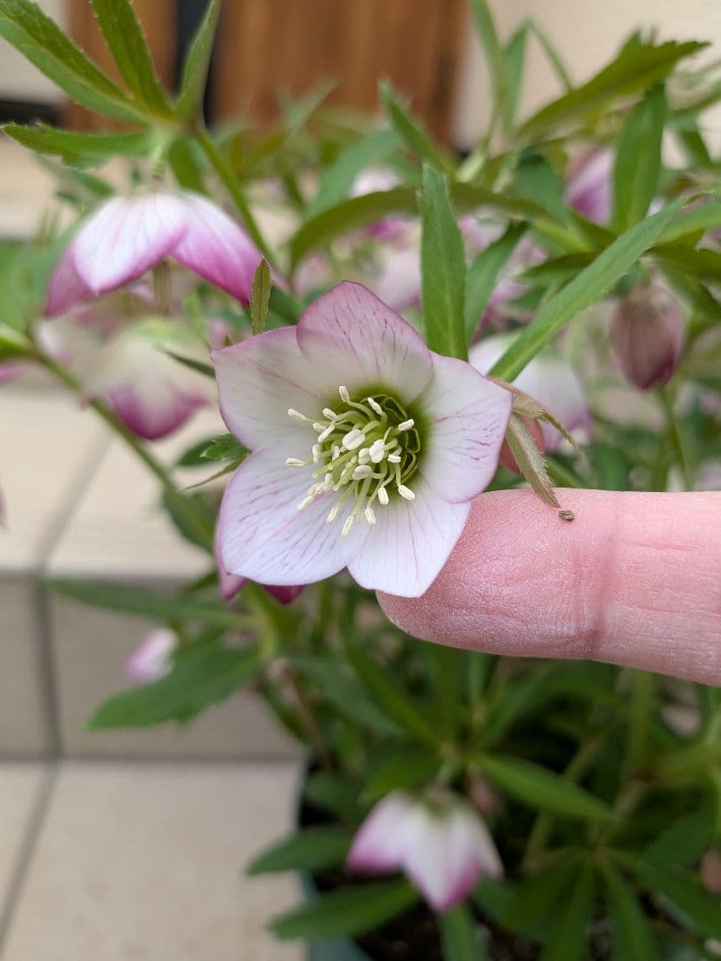 横山園芸　クリスマスローズ　ベビードール