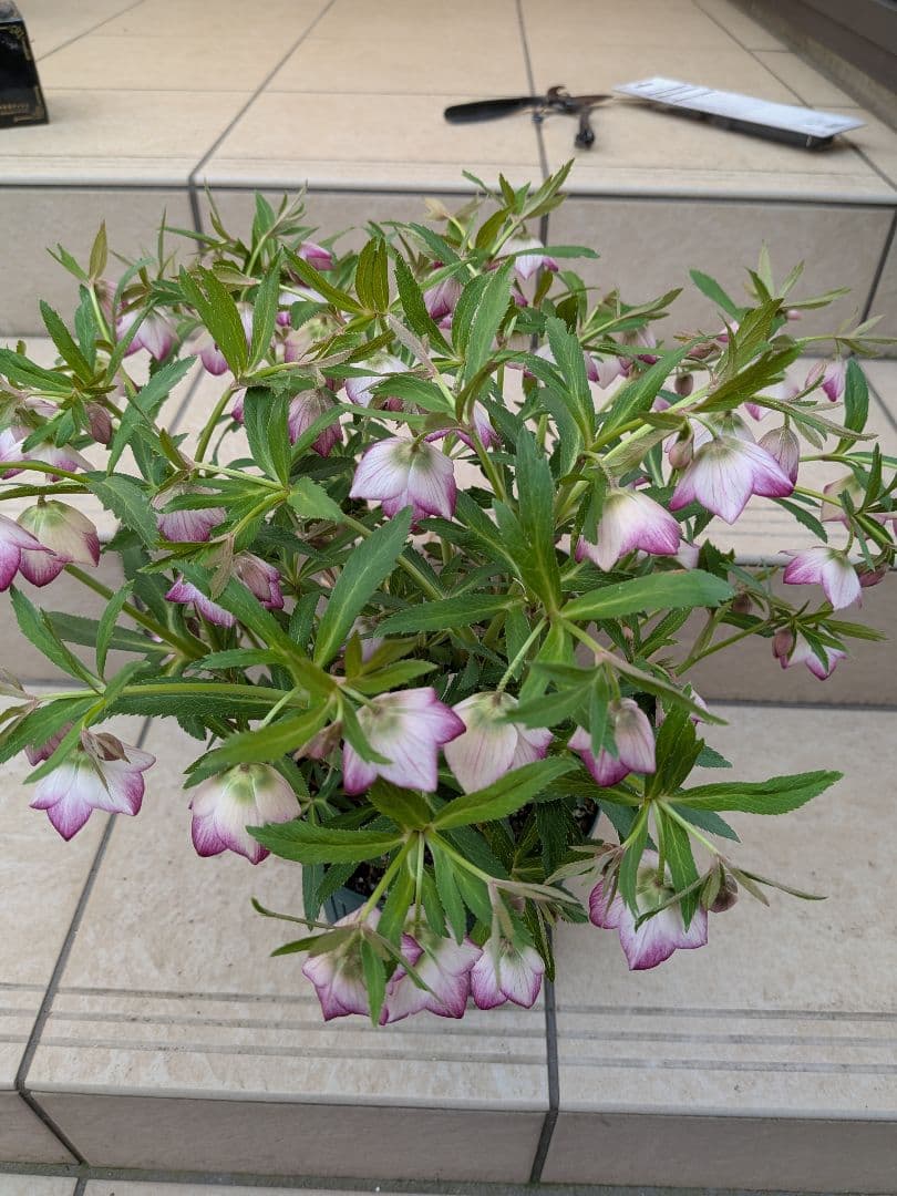 横山園芸　クリスマスローズ　ベビードール