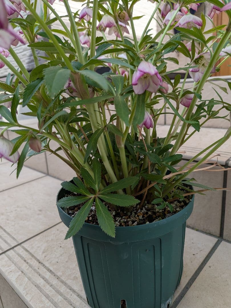 横山園芸　クリスマスローズ　ベビードール