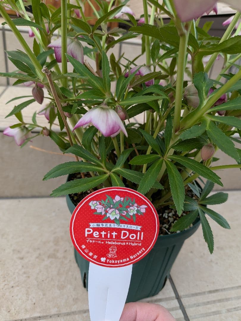 横山園芸　クリスマスローズ　ベビードール