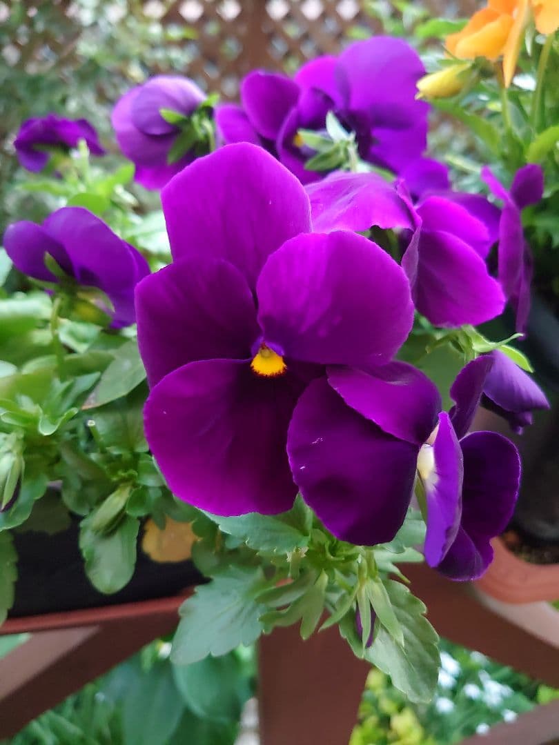 パンジービオラのモイストポプリ