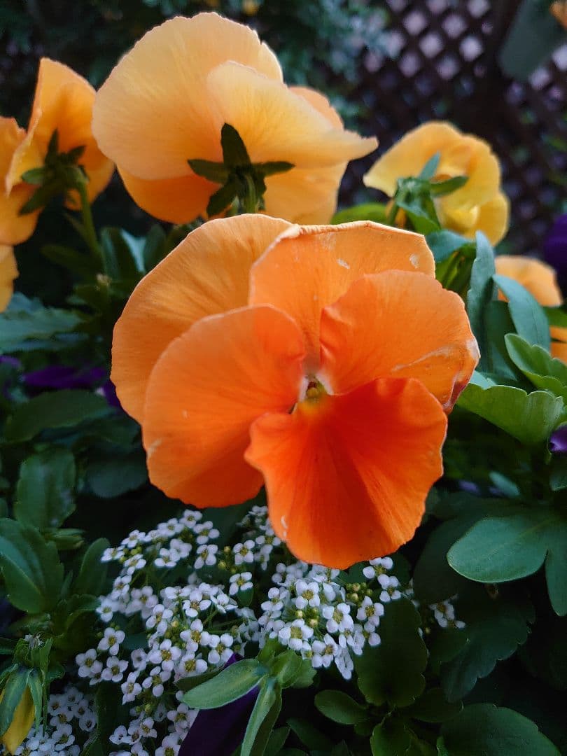 パンジービオラのモイストポプリ