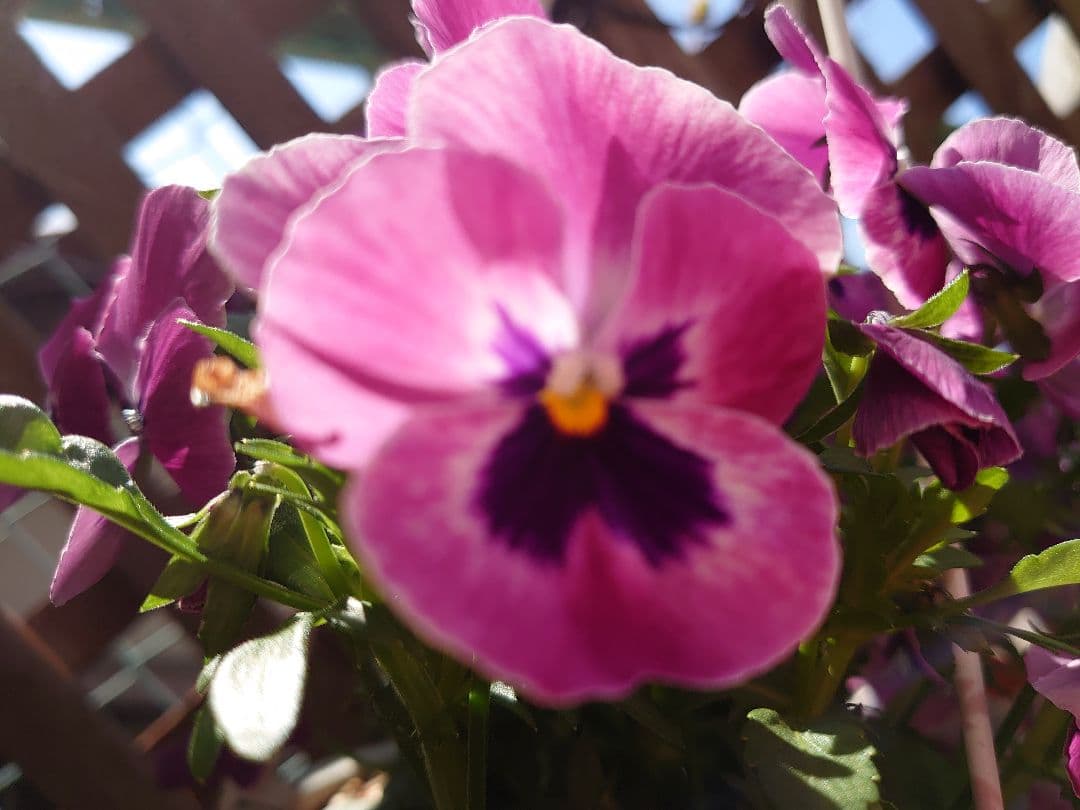 パンジービオラのモイストポプリ