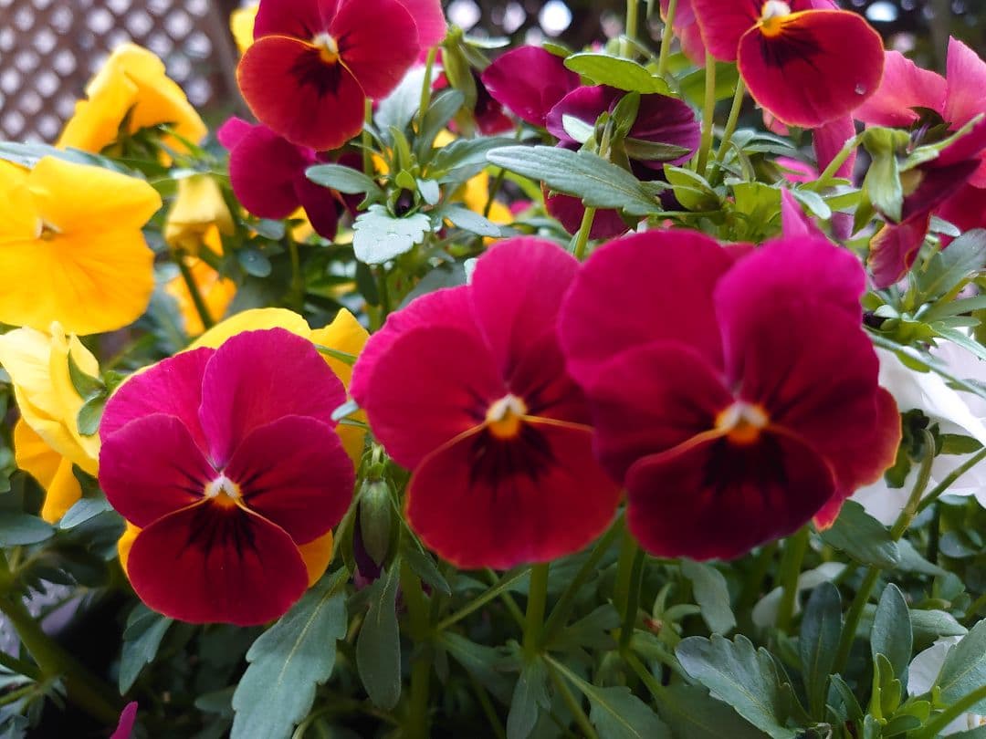 パンジービオラのモイストポプリ