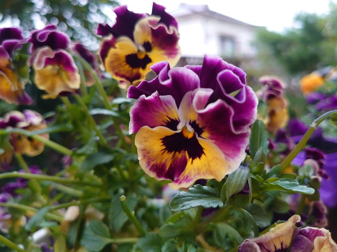 パンジービオラのモイストポプリ