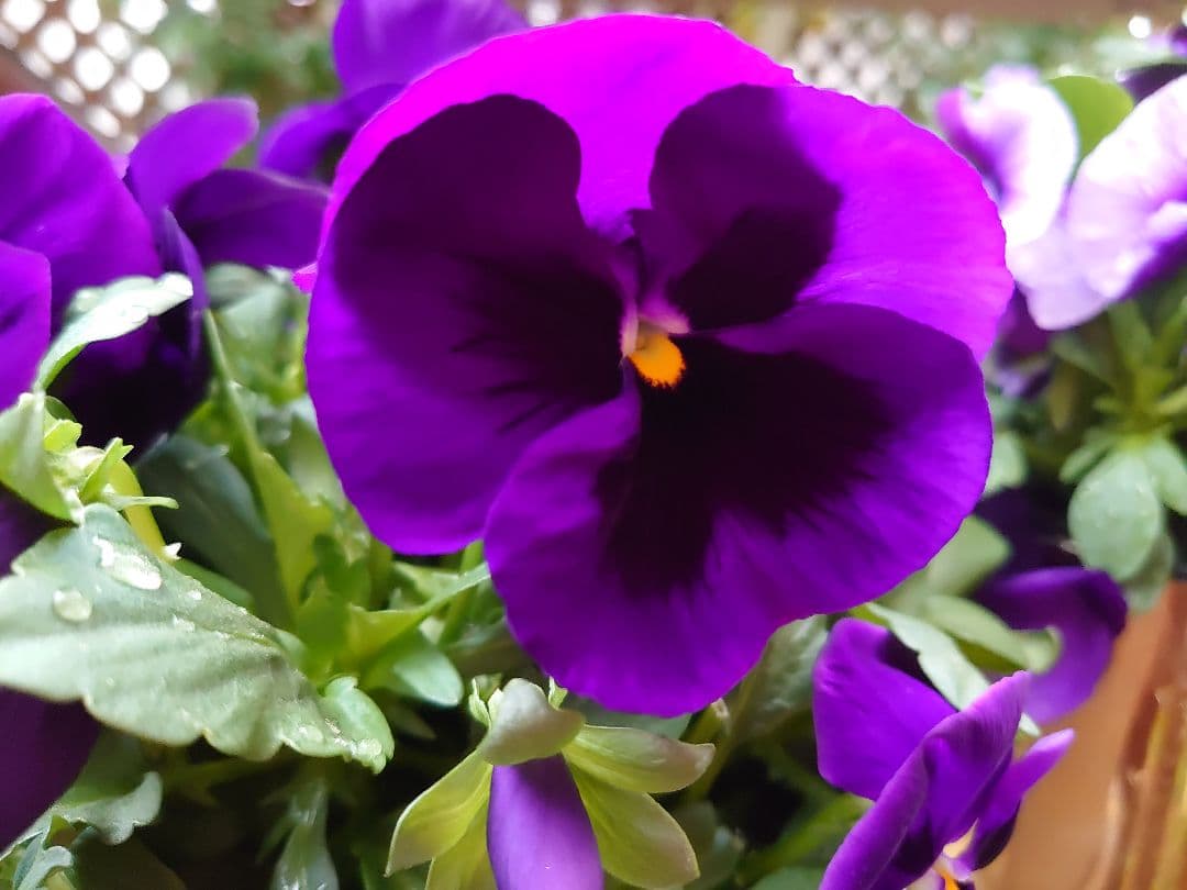 パンジービオラのモイストポプリ