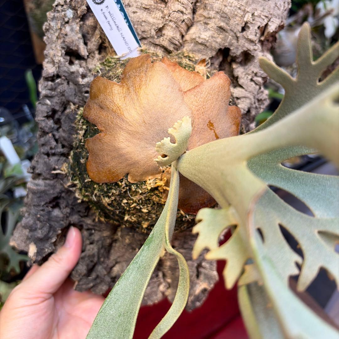 Willinckii ‘Nano’オリジナル①