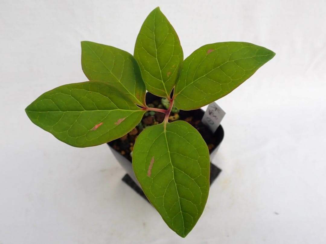 山野草　斑入りヤマシャクヤク　白三光斑　”不動”　実生