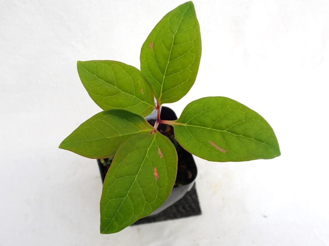 山野草　斑入りヤマシャクヤク　白三光斑　”不動”　実生