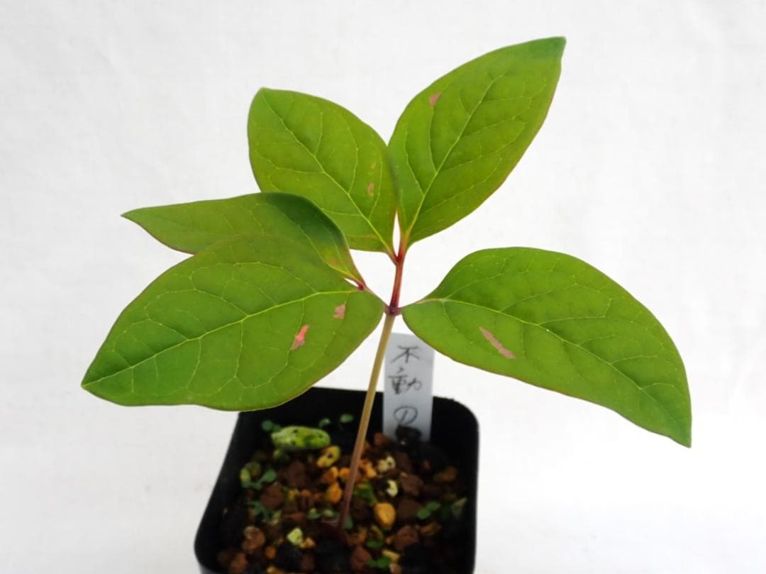 山野草　斑入りヤマシャクヤク　白三光斑　”不動”　実生