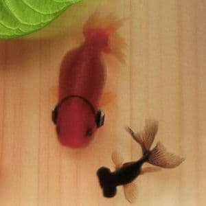 ヘッドホン 金魚 アート 楽 プリザーブドフラワー 還暦 プレゼント 音楽 開運
