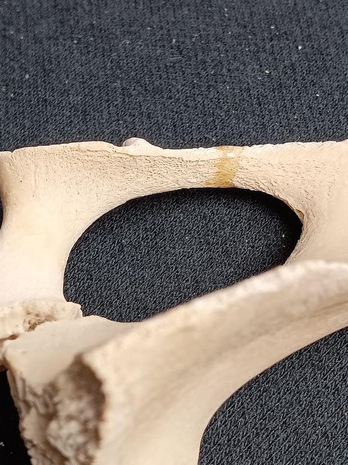 【お買い得】種名イノシシ　♂　２５Kg　頭骨～尾椎　骨格標本