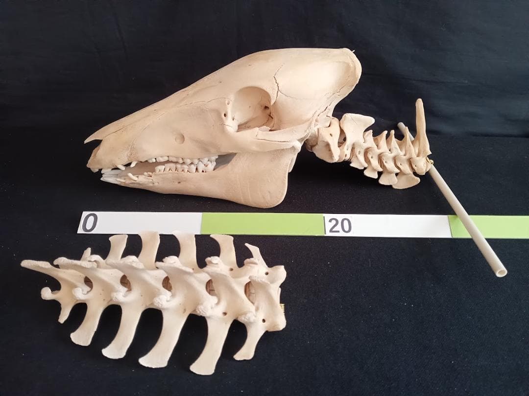【お買い得】種名イノシシ　♂　２５Kg　頭骨～尾椎　骨格標本