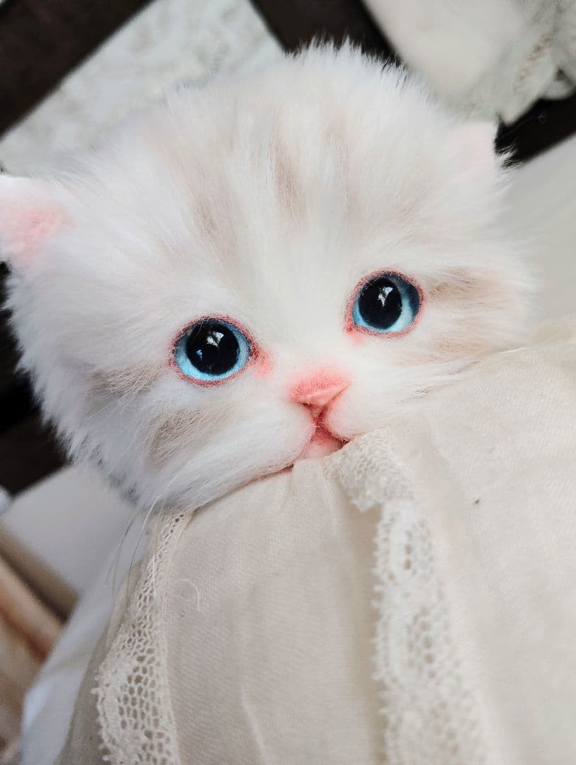 ラピ様御予約❤️よちよちあんよ♡短足ころころボディ♡マンチカン子猫ちゃん♡