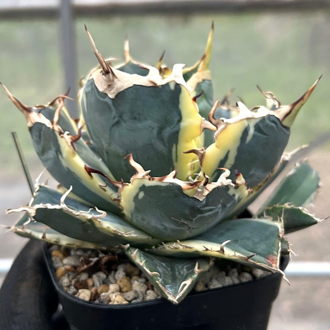 【美株】アガベ チタノタ白鯨 白覆輪斑入り 子株 コンパクト