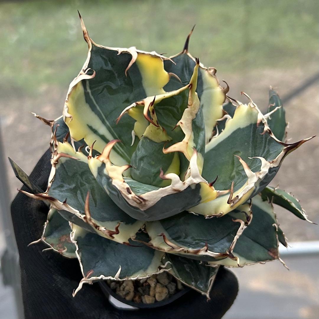 【美株】アガベ チタノタ白鯨 白覆輪斑入り 子株 コンパクト