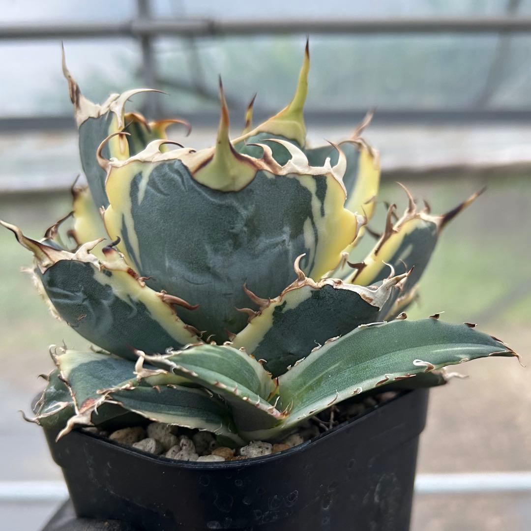 【美株】アガベ チタノタ白鯨 白覆輪斑入り 子株 コンパクト