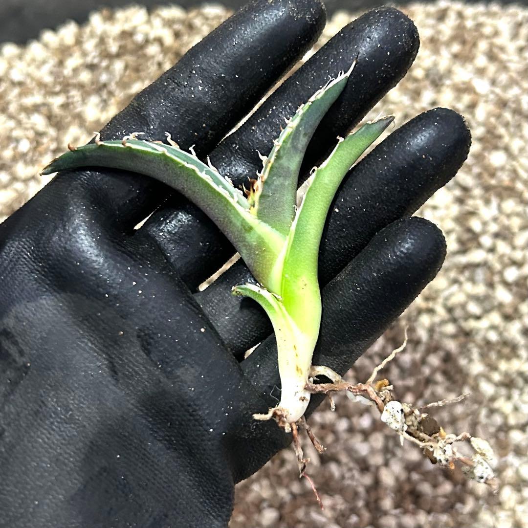 【美株】アガベ チタノタ白鯨 白覆輪斑入り 子株 コンパクト