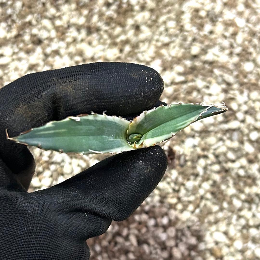 【美株】アガベ チタノタ白鯨 白覆輪斑入り 子株 コンパクト