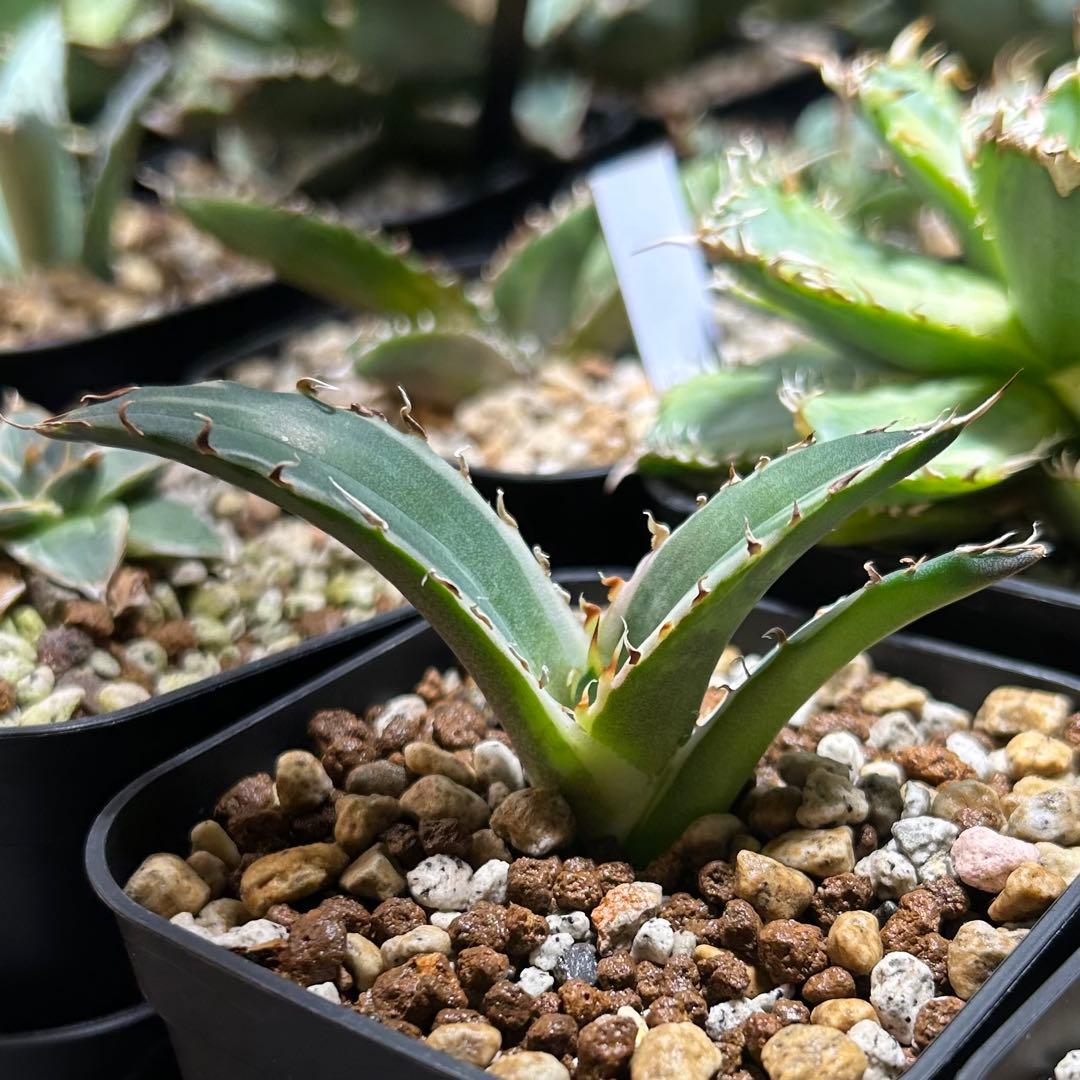 【美株】アガベ チタノタ白鯨 白覆輪斑入り 子株 コンパクト