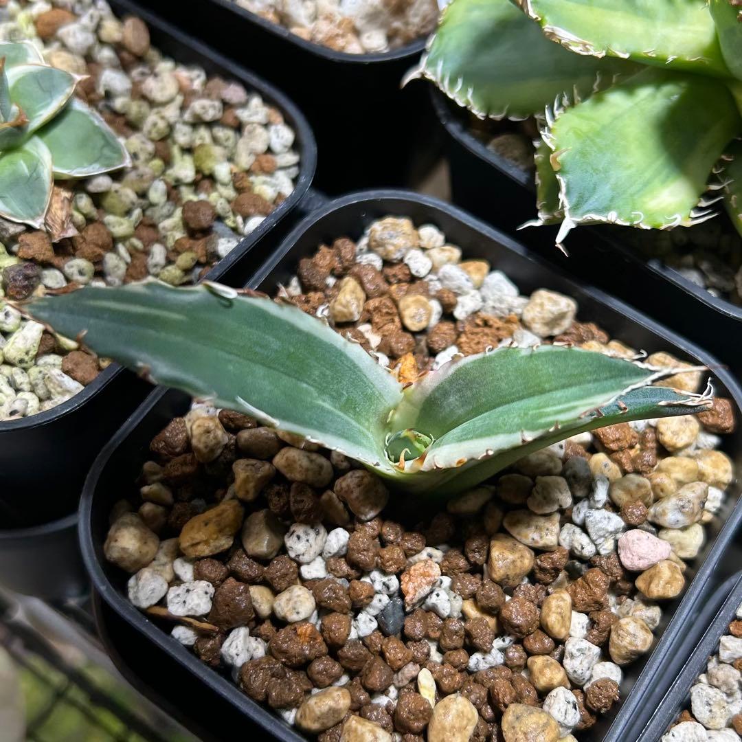 【美株】アガベ チタノタ白鯨 白覆輪斑入り 子株 コンパクト