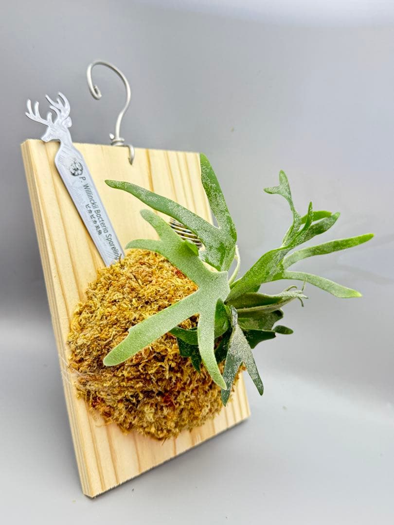 極大サイズ　ビカクシダP.willinckii 'Bacteria' spore