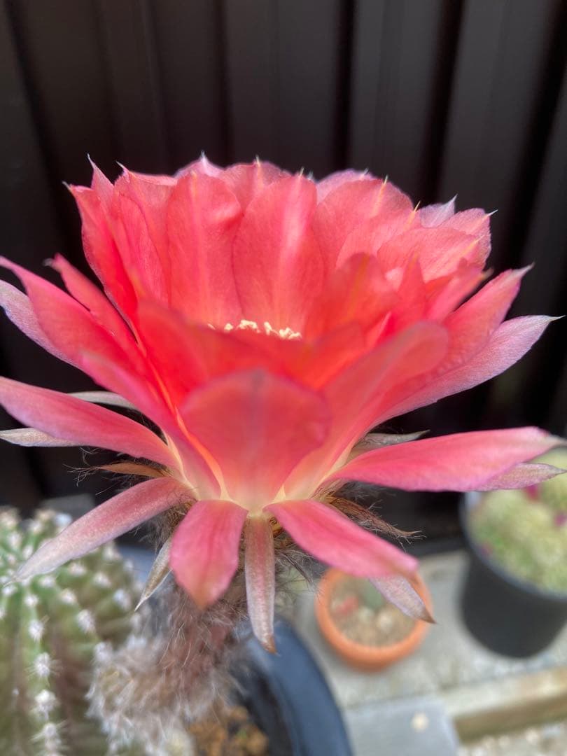 専用ページです！花サボテン カキコ2個♬