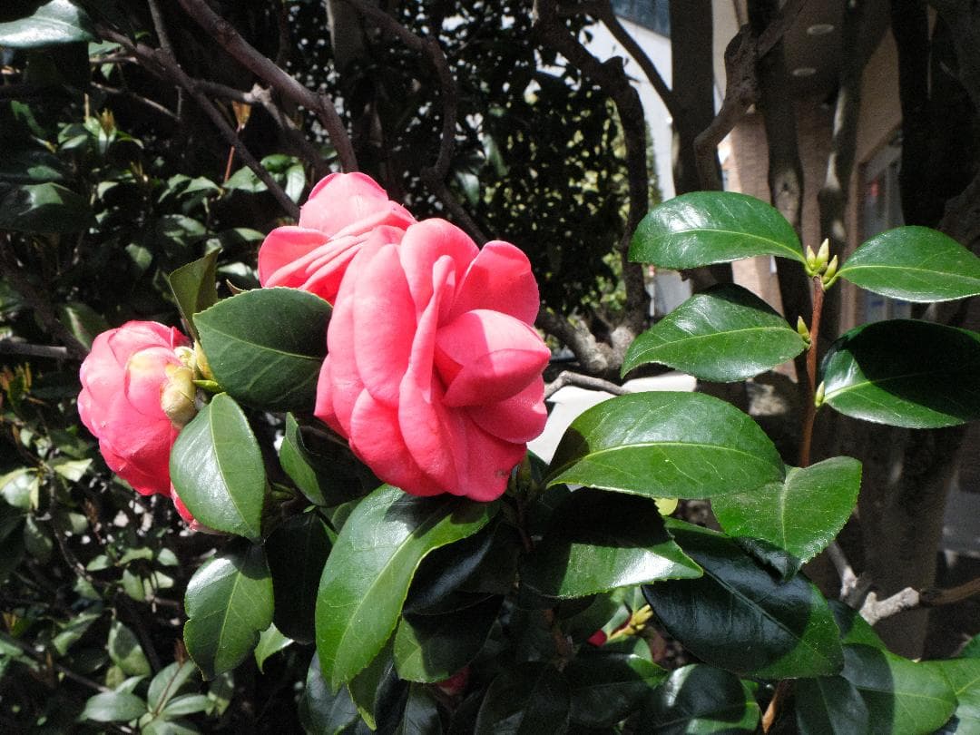 メ*6様 最終値下げ　FUJIFILM GFX 用 GF 35-70mm F4.