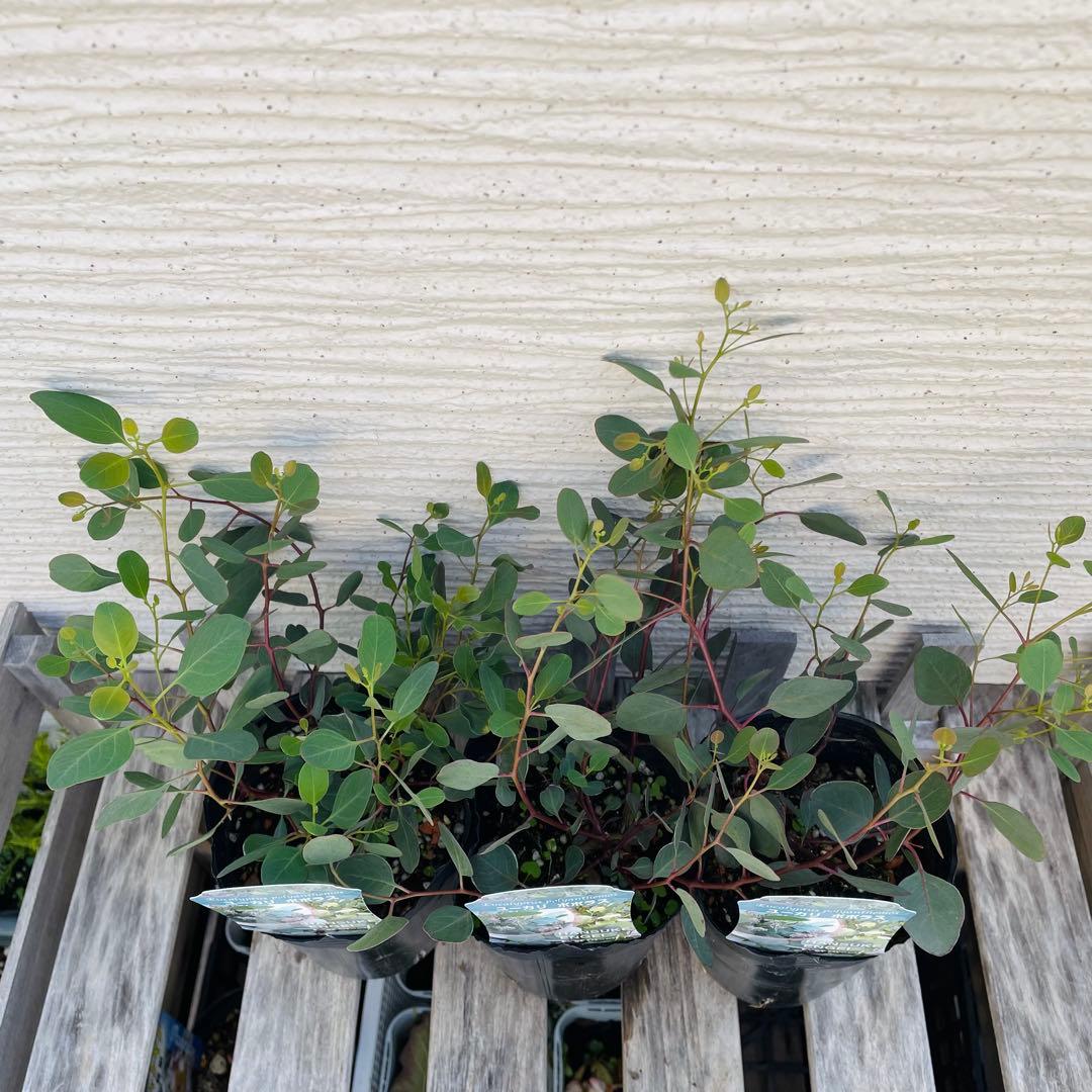 《匿名配送》ユーカリ ポポラス ※バラ売りは１点 2400円