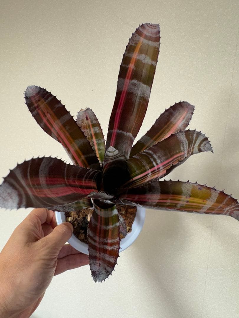 エクメア　チャンティニー　ロベルトメネスカル　子株発根済　タンクブロメリア