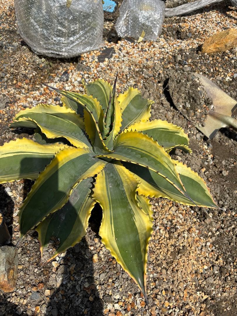 リップルエフェクト　子株