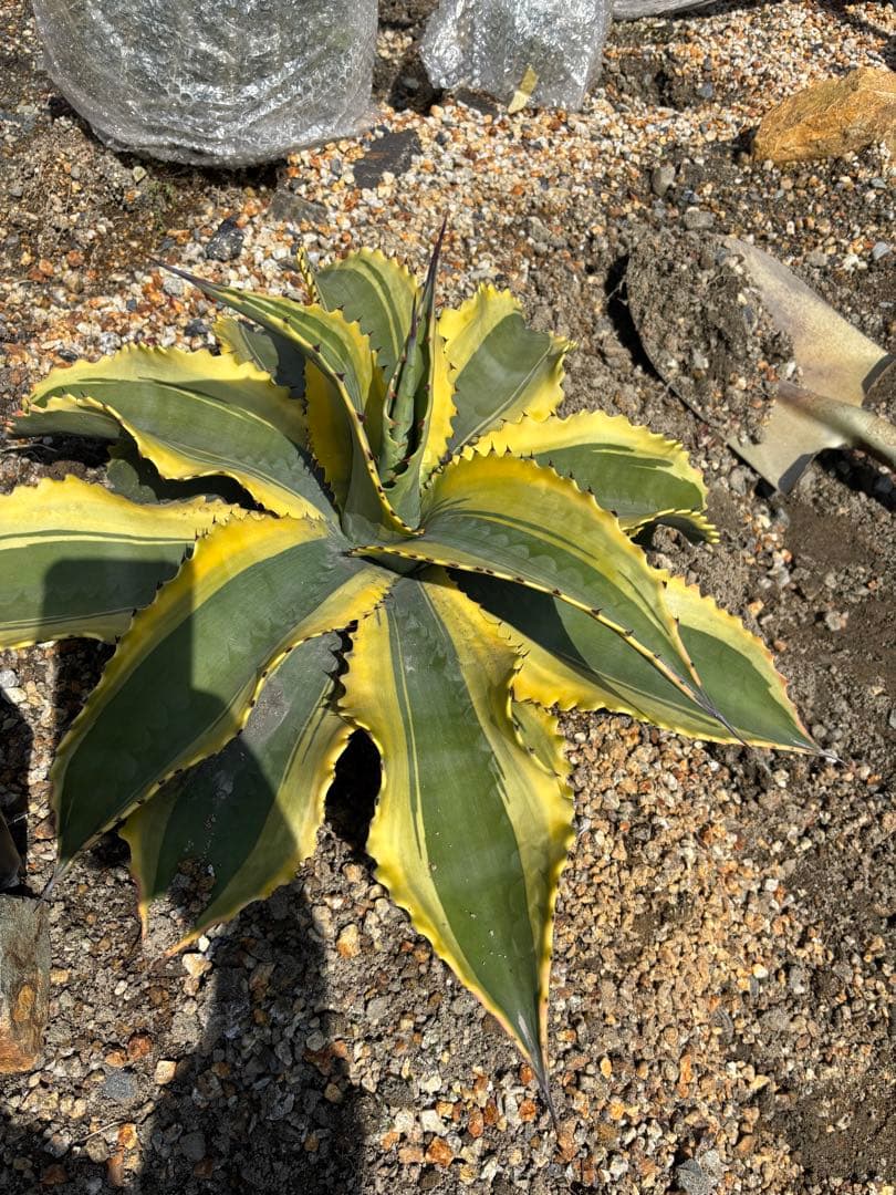 リップルエフェクト　子株