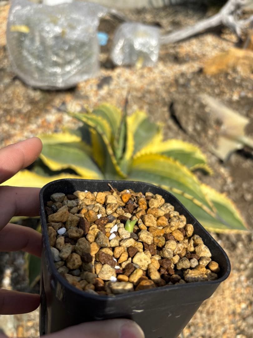 リップルエフェクト　子株