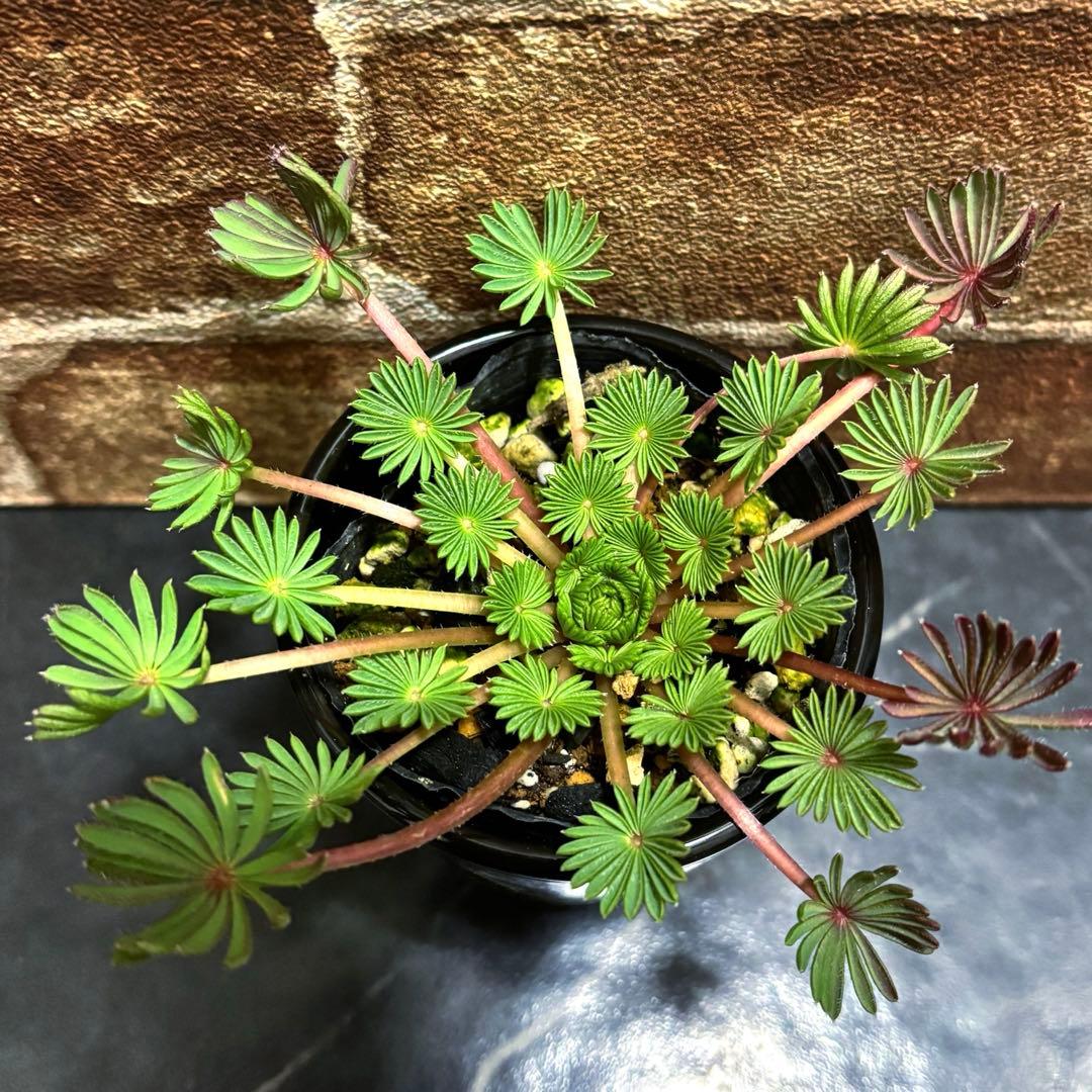 オキザリス　孔雀の舞　抜き苗②