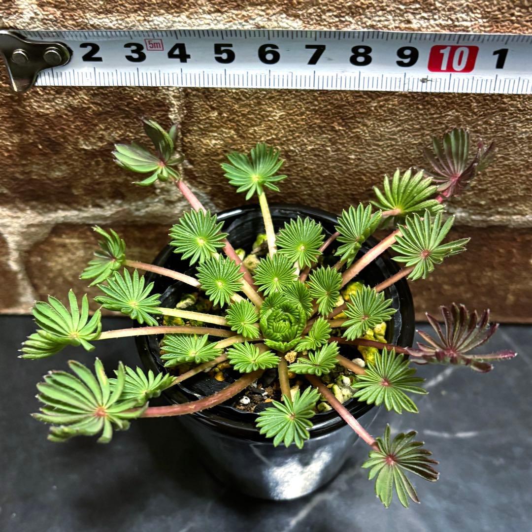 オキザリス　孔雀の舞　抜き苗②