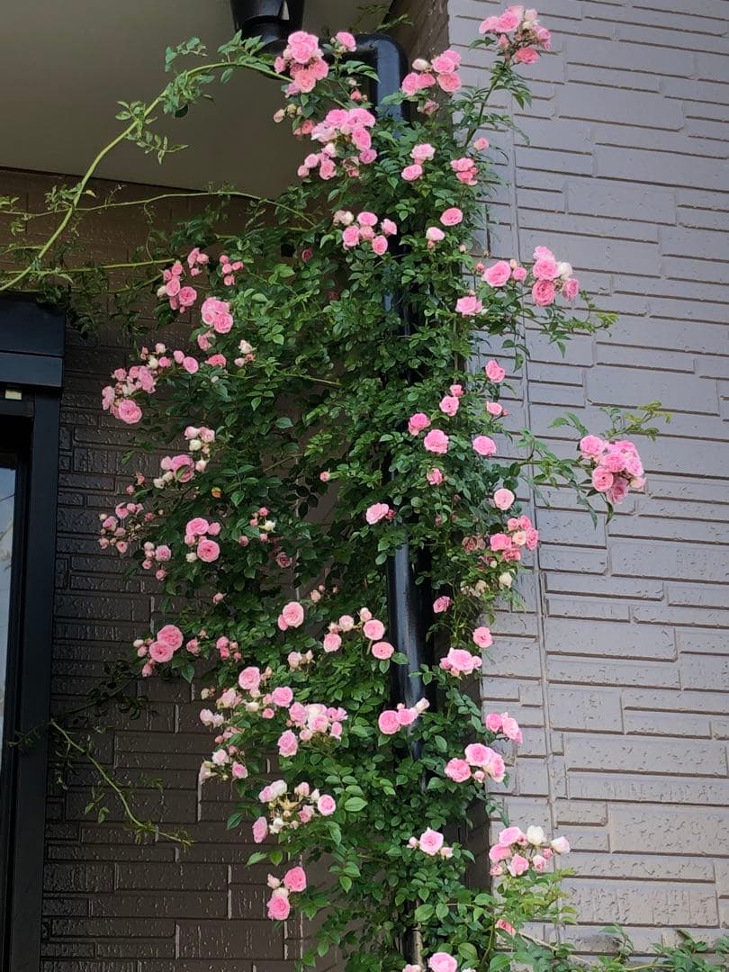 ＊norichan様確認用＊つるバラ苗　ユキコ　ツルバラ苗