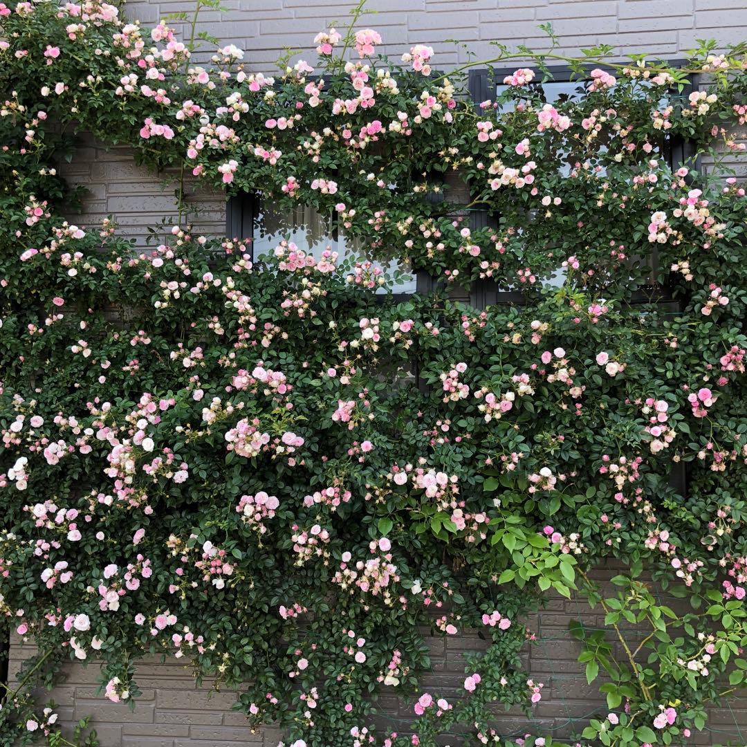 ＊norichan様確認用＊つるバラ苗　ユキコ　ツルバラ苗