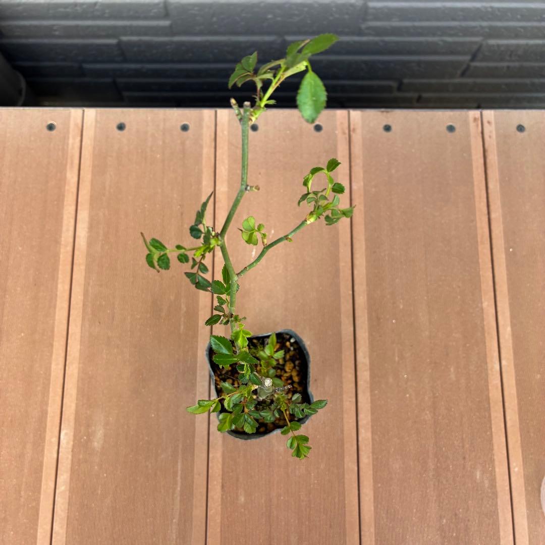 ＊norichan様確認用＊つるバラ苗　ユキコ　ツルバラ苗