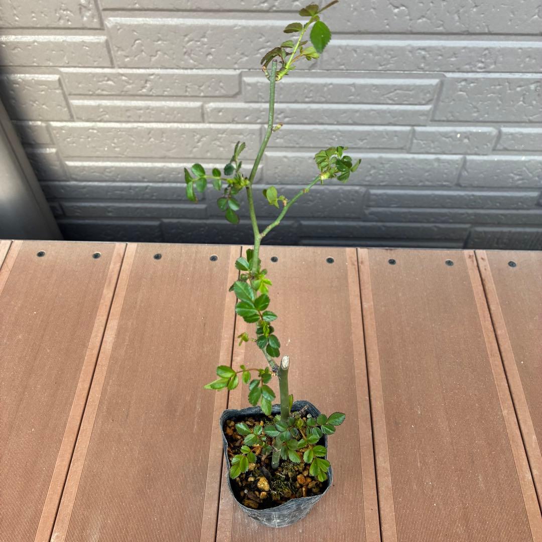 ＊norichan様確認用＊つるバラ苗　ユキコ　ツルバラ苗