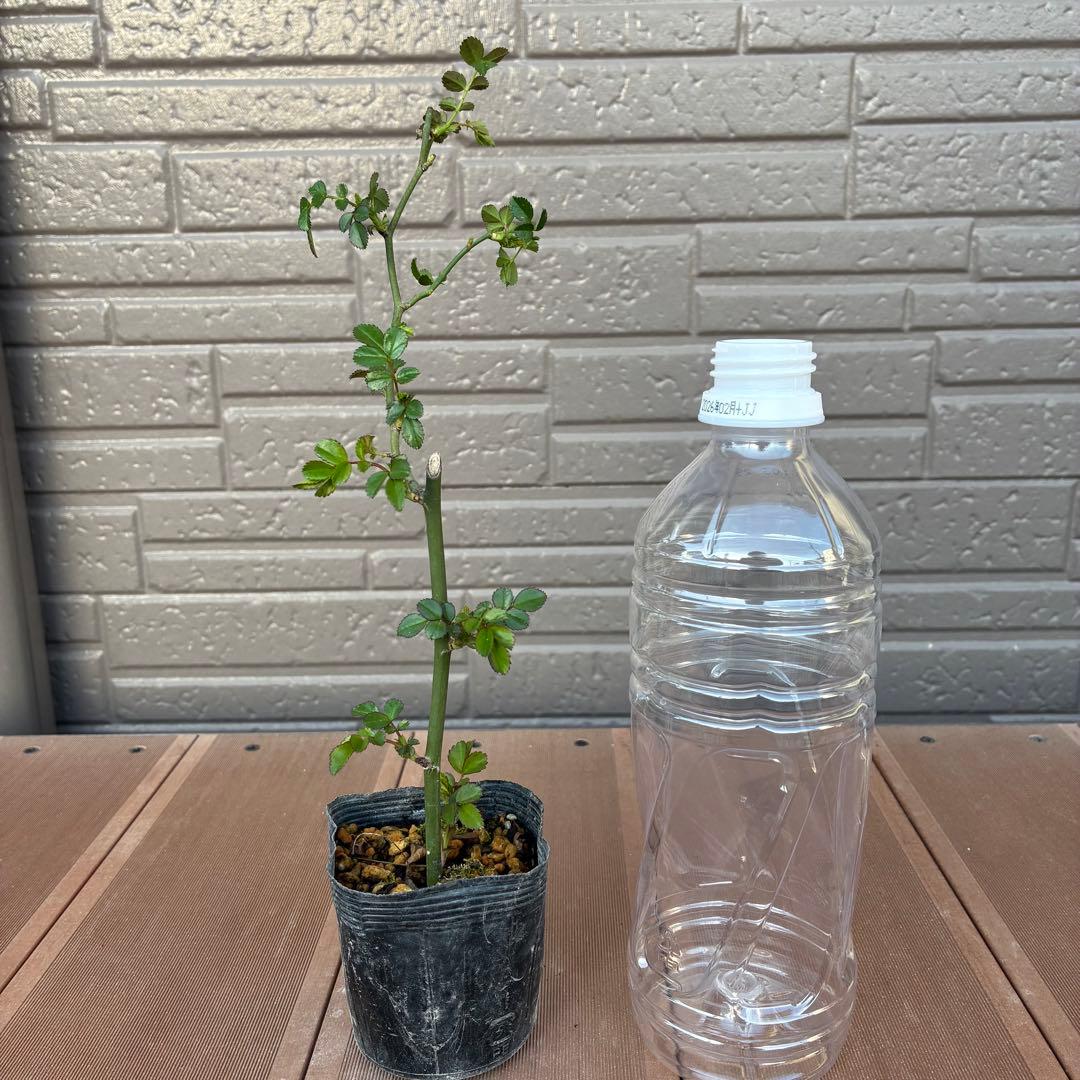 ＊norichan様確認用＊つるバラ苗　ユキコ　ツルバラ苗