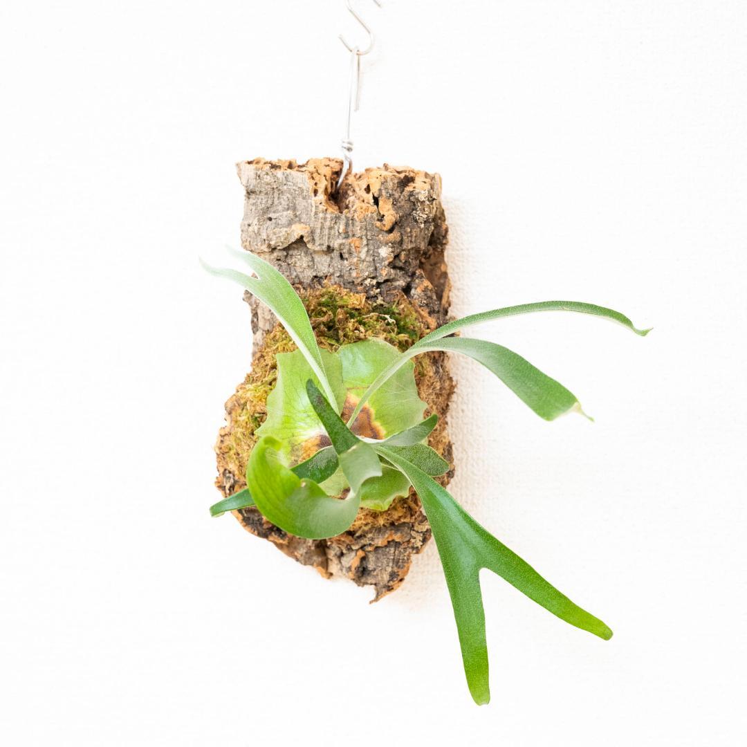 【メルカリ便】 ビカクシダ　アルシコルネ　ドワーフ　コルク付け2