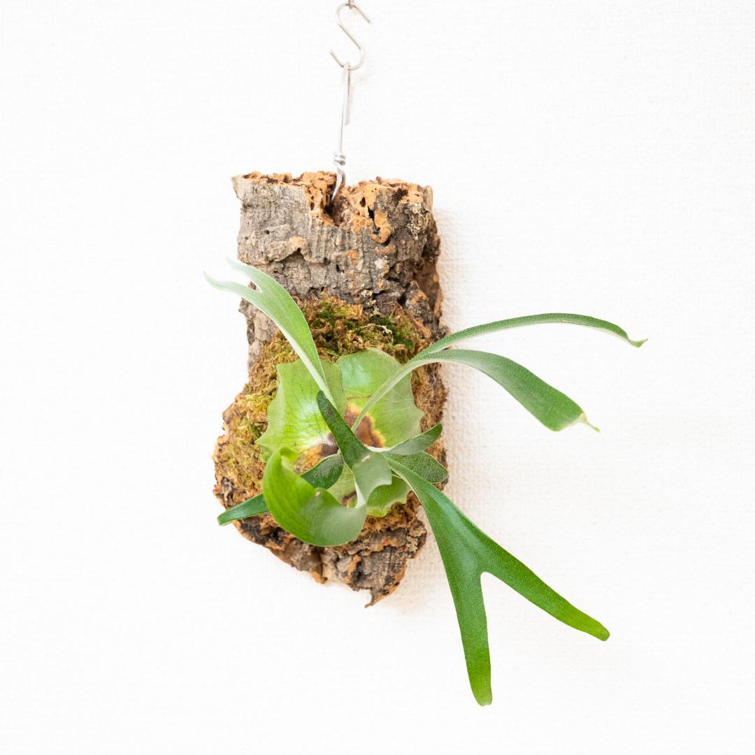 【メルカリ便】 ビカクシダ　アルシコルネ　ドワーフ　コルク付け2