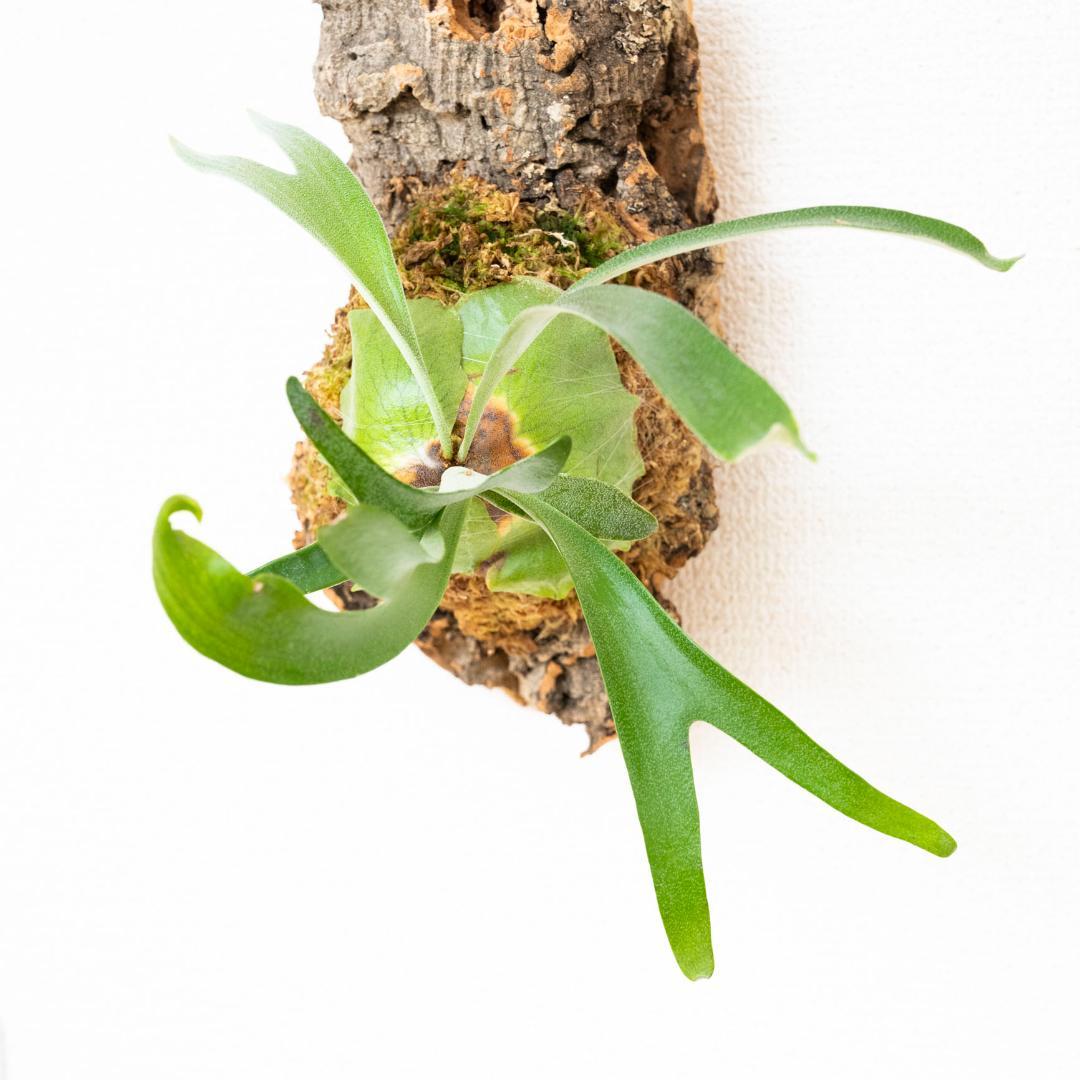 【メルカリ便】 ビカクシダ　アルシコルネ　ドワーフ　コルク付け2