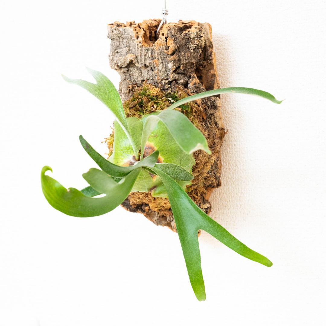 【メルカリ便】 ビカクシダ　アルシコルネ　ドワーフ　コルク付け2