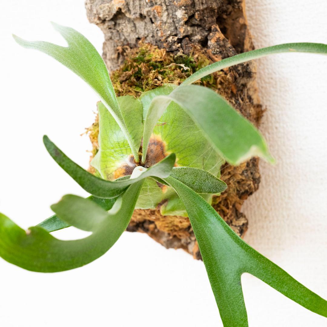 【メルカリ便】 ビカクシダ　アルシコルネ　ドワーフ　コルク付け2