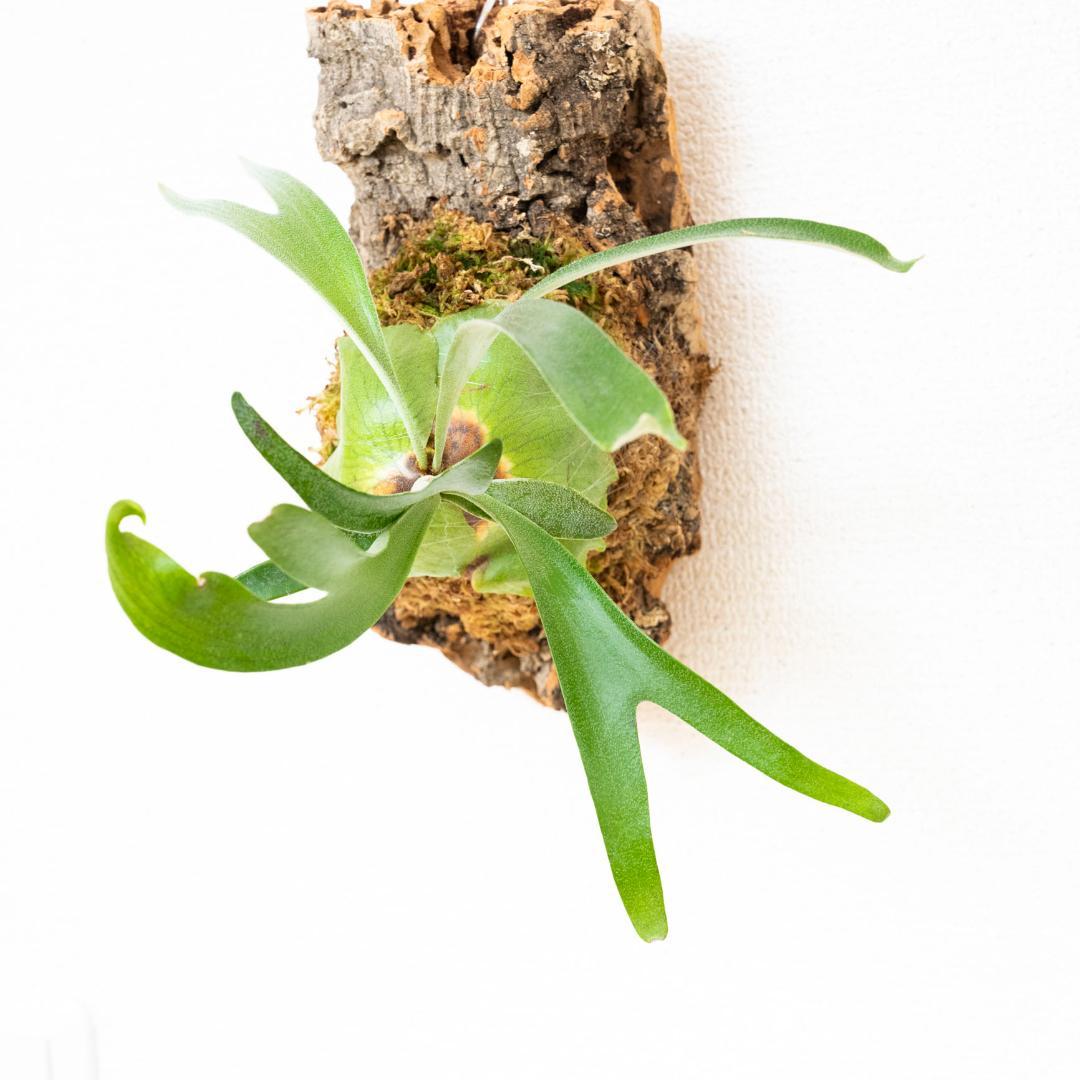 【メルカリ便】 ビカクシダ　アルシコルネ　ドワーフ　コルク付け2
