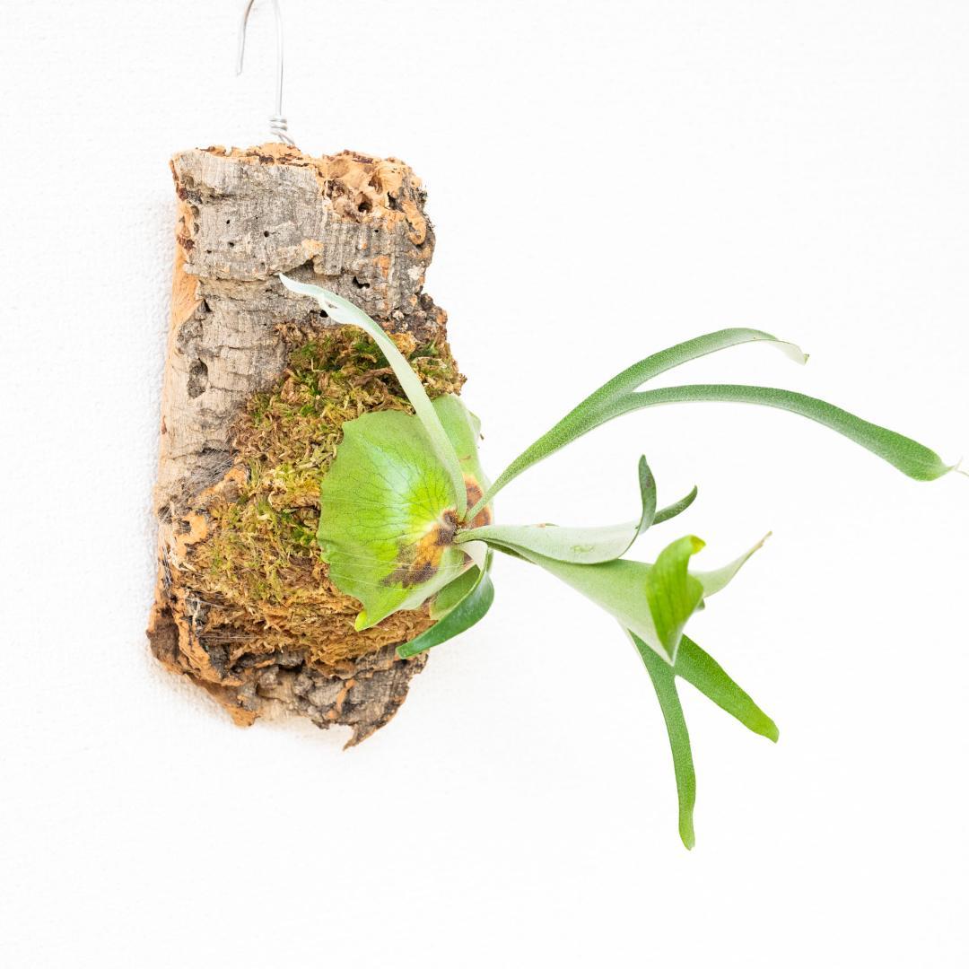 【メルカリ便】 ビカクシダ　アルシコルネ　ドワーフ　コルク付け2